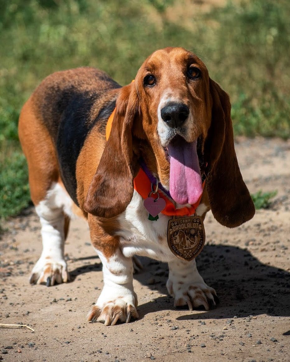 Basset Hound Dog taking a walk with its tongue sticking out