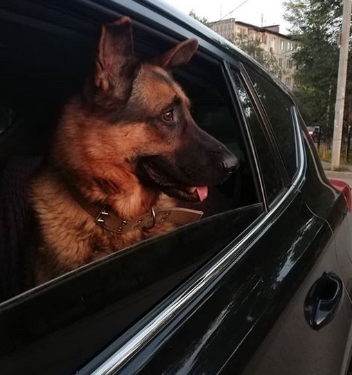 German Shepherd Dog inside the car by the window