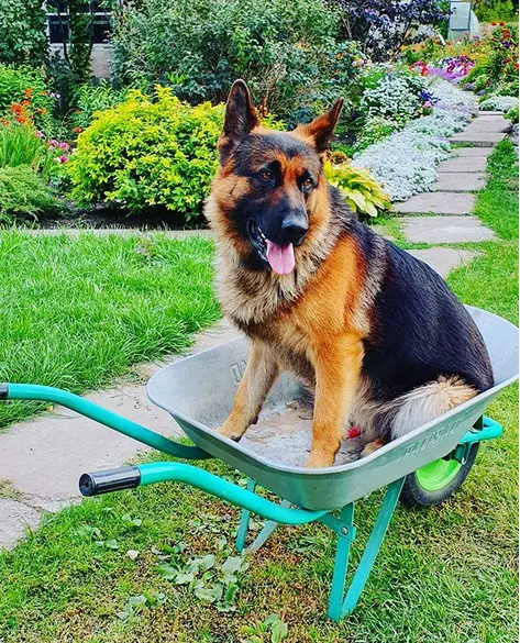German Shepherd Dog sitting on top of the wheelbarrow