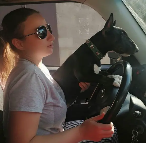 Bull Terrier sitting on top of its owners lap in the driver's seat