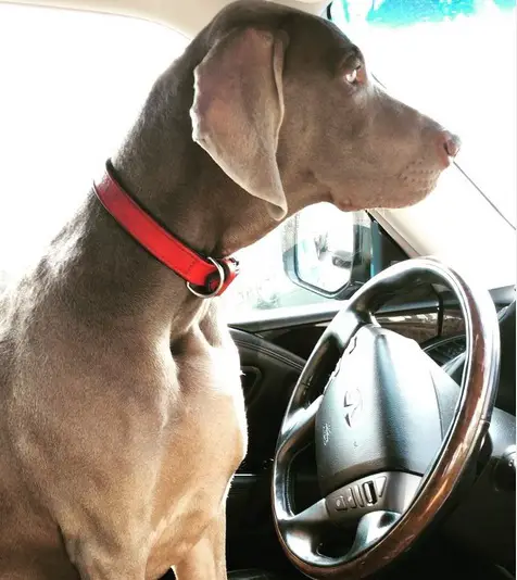 A Weimaraner sitting in the drivers seat while looking in front of him