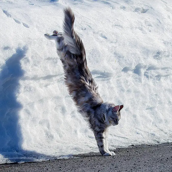 A Maine Coon Cat with its long body jumping towards the pavement