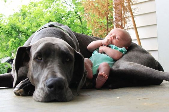 baby sleeping beside a Great Dane dog