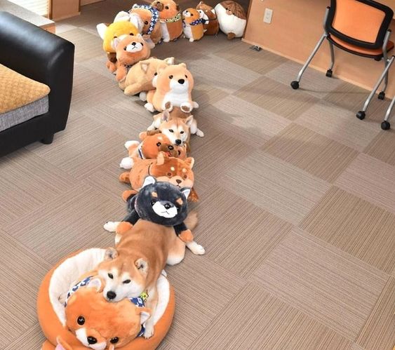 Shiba Inu on the floor along with other Shiba Inu stuffed toys lined up