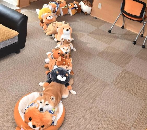 Shiba Inu on the floor along with other Shiba Inu stuffed toys lined up