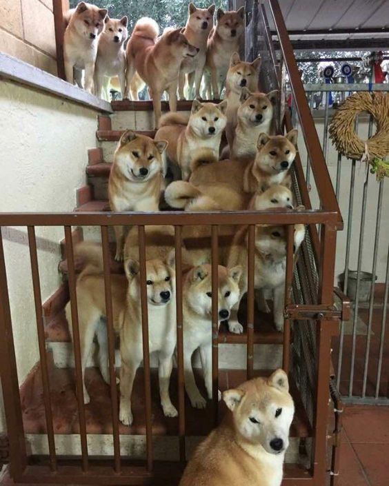 a pack of Shiba Inu dogs in the stairs