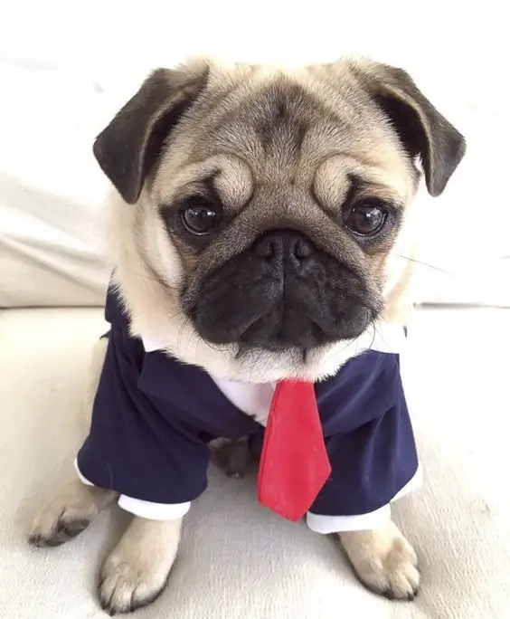 Pug sitting on the couch wearing a shirt with red neck tie