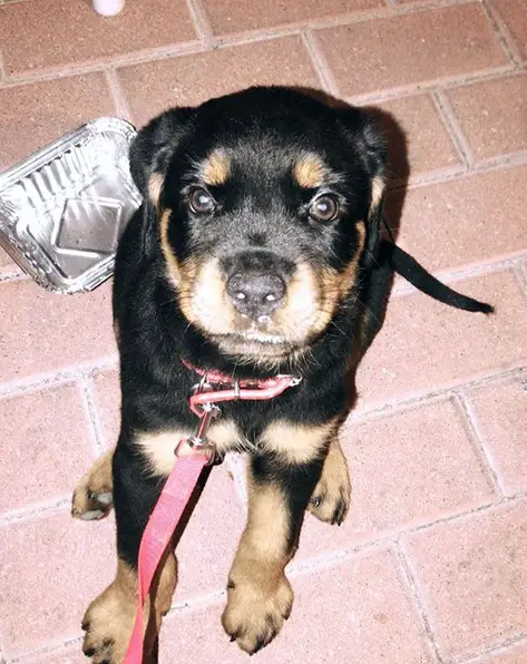 A Rottweiler puppy sitting on the pavement while staring