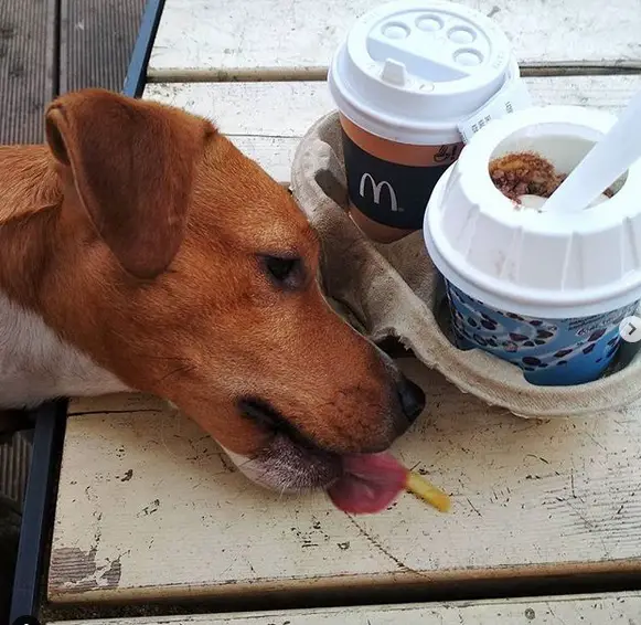Jack Russell Terrier licking the french fries on the table next to the mcdo coffee and mcflurry