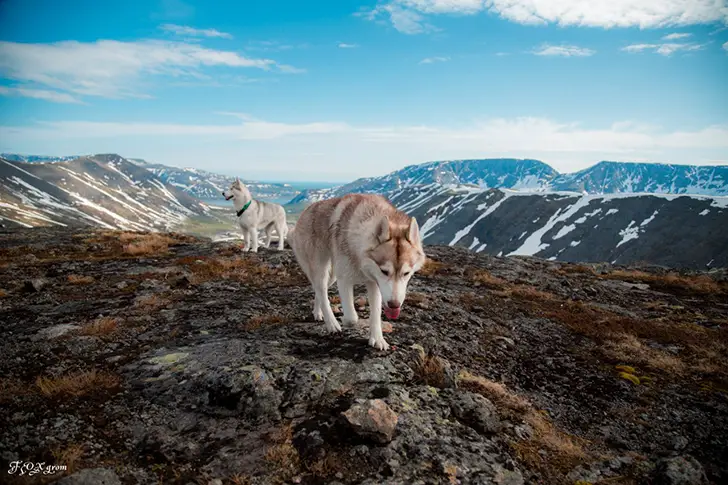 two Huskies walking on top of the mountain
