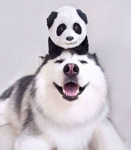 A Siberian Husky smiling while lying on the floor with a panda stuffed toy on top of its head