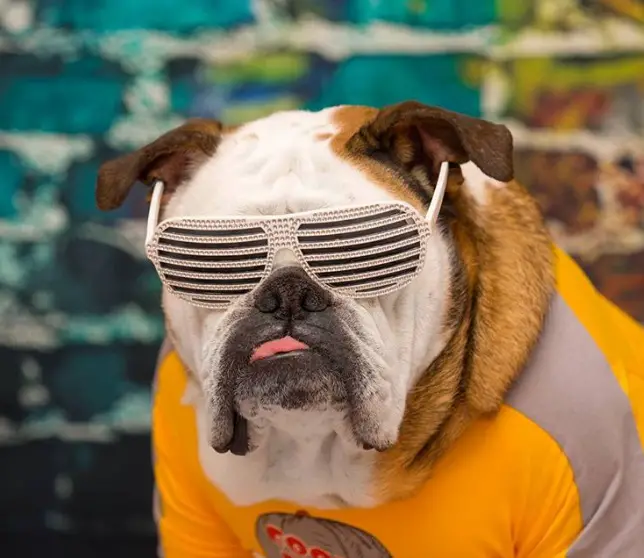 Bulldog wearing a jacket and a sunglasses with diamonds