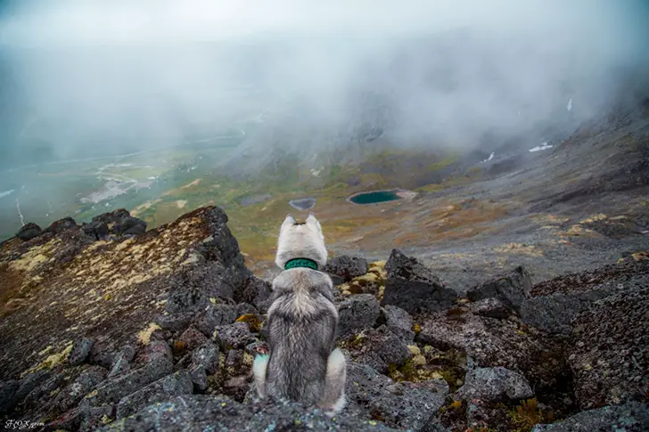 A Husky sitting on the rocks on top of the mountain