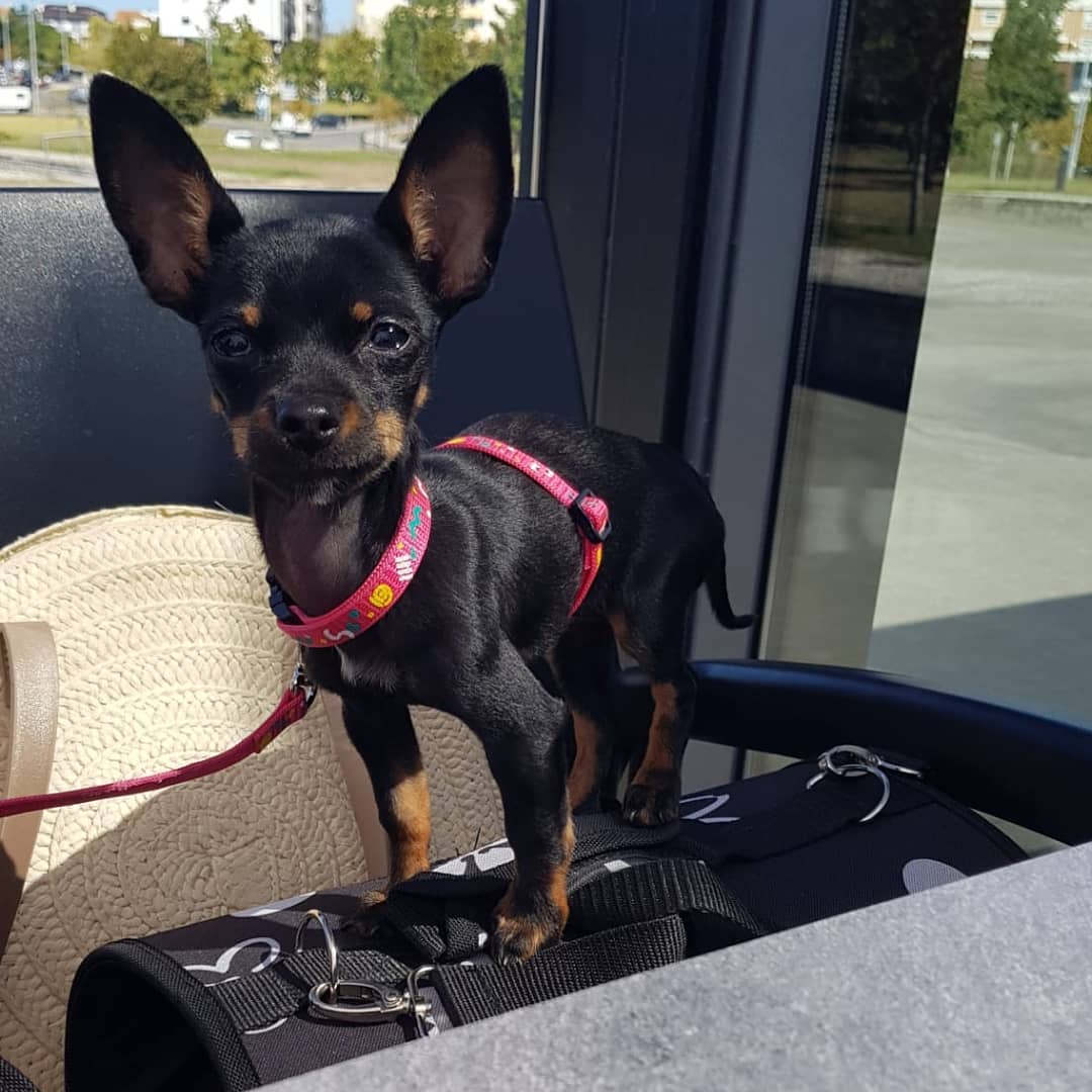 A Miniature Pinscher standing on top is bag on the chair