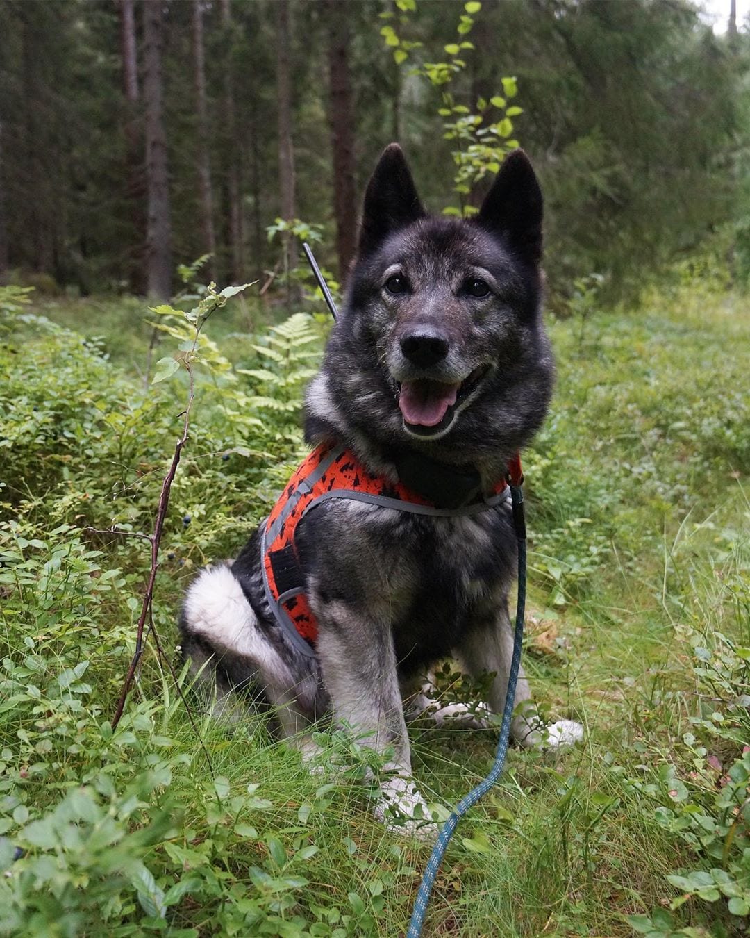 A happy Norwegian Elkhound sitting on the grass