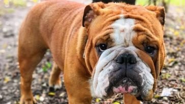famous english bulldog instagram