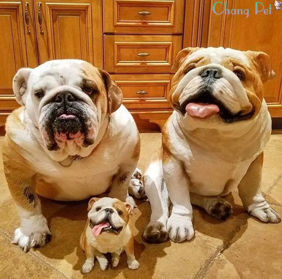 English Bulldog and a puppy sitting on the kitchen floor