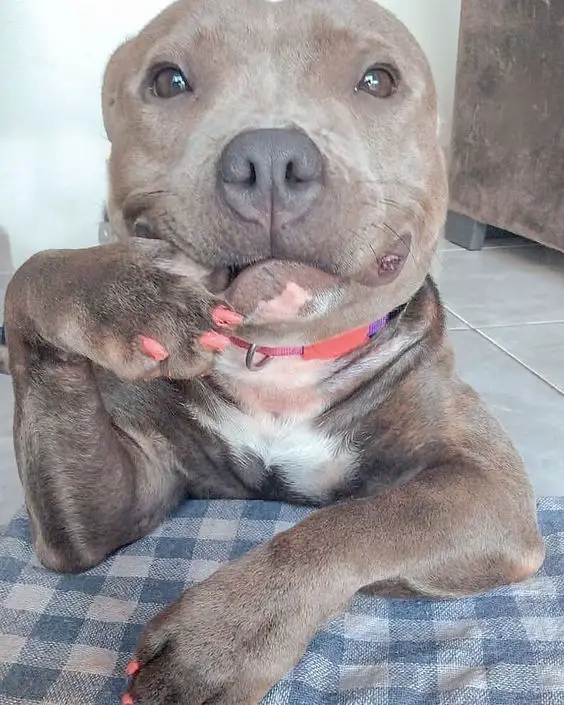 smiling Pitbull with its paws on the side of its mouth and its other arm is on top of the table