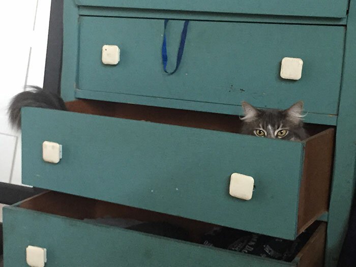 A Maine Coon Cat peeking while inside the drawer