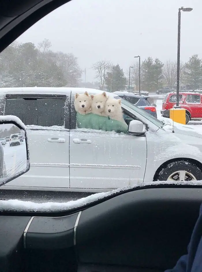 three Samoyed Dogs sitting in the passenger seat inside the car with its heads through the window