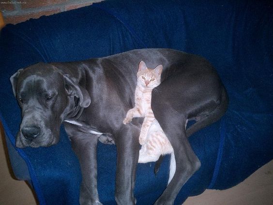 cat lying beside a black Great Dane dog on its bed