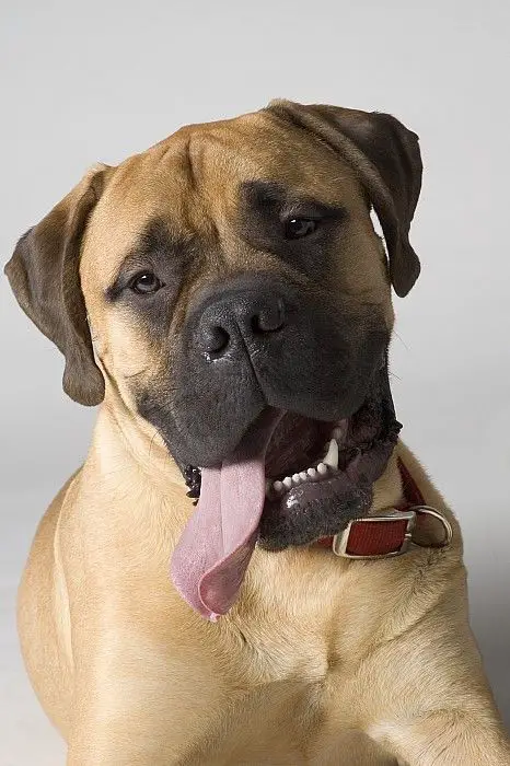 Mastiff dog with its tongue sticking out