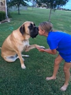 girl kissing a Mastiff dog in the yard