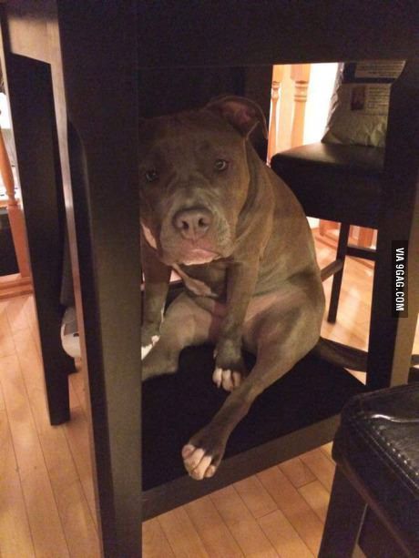 Pitbull sitting under the table