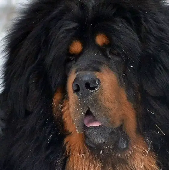 A Tibetan Mastiff in snow