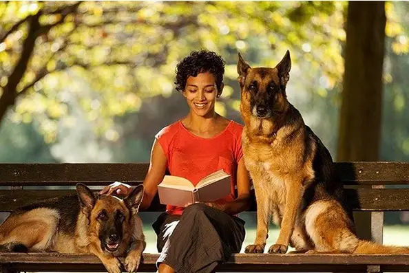 two German Shepherds on the bench while a woman is reading a book in between them