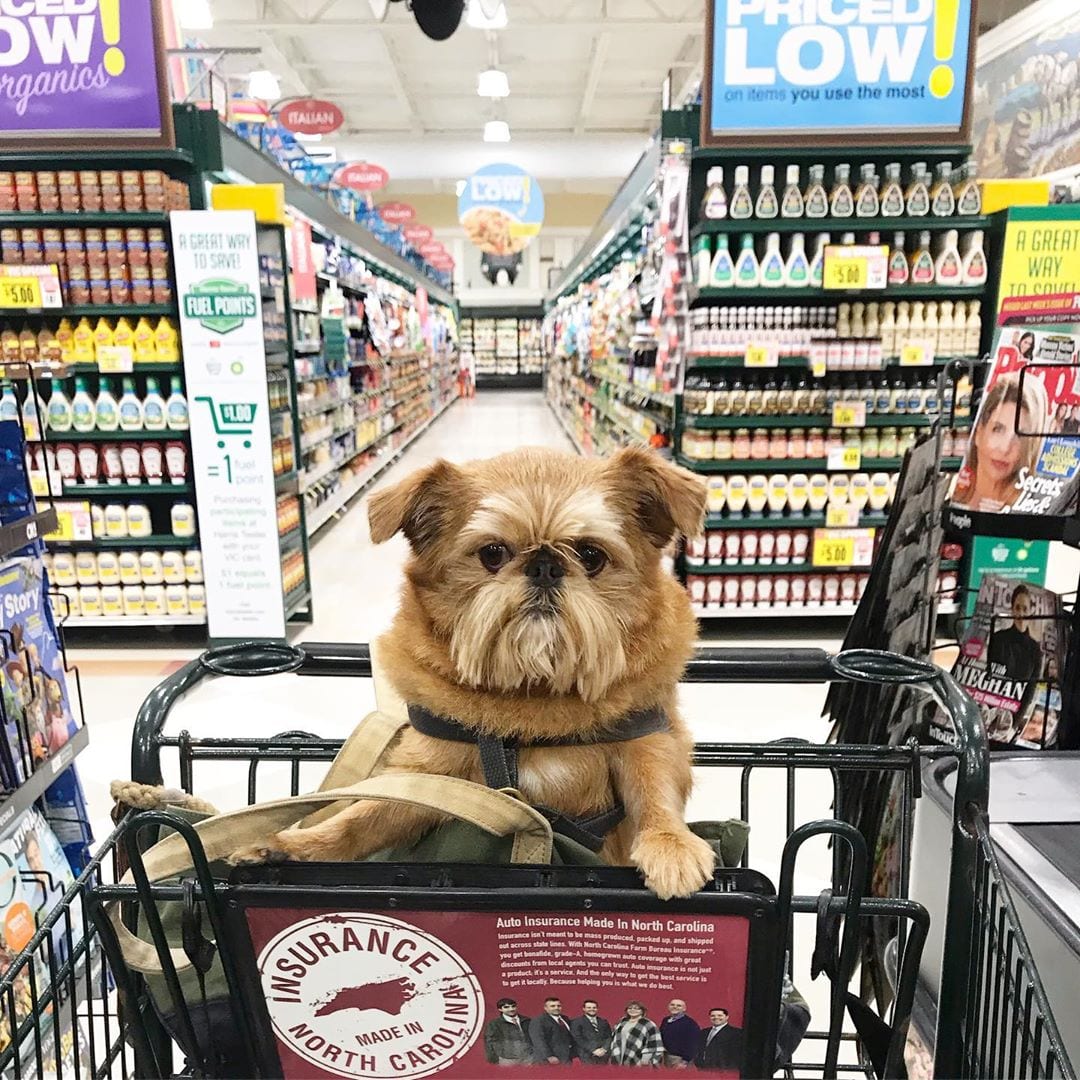A Brussels Griffon sitting inside the push cart in the grocery store