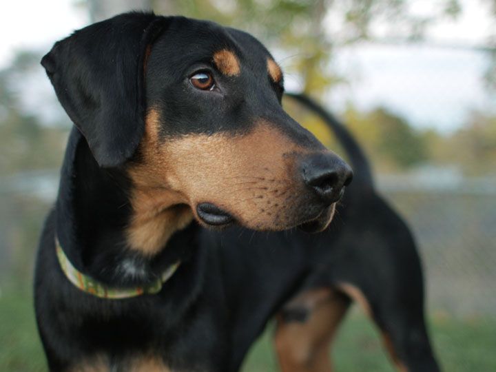 Doberman and Bloodhound Mix standing at the park while looking sideways