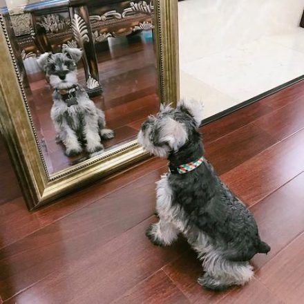 Schnauzers looking itself in the mirror