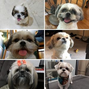 collage of cool facts about shih tzus