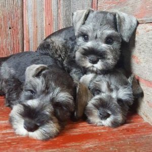 14 Things Only Schnauzer Owners Would Understand