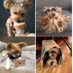 18 Reasons You Should Never Adopt A Yorkshire Terrier