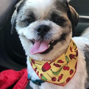 The 14 Cutest Shih Tzu Pictures Ever