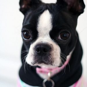 15 Things Only Boston Terrier Owners Would Understand