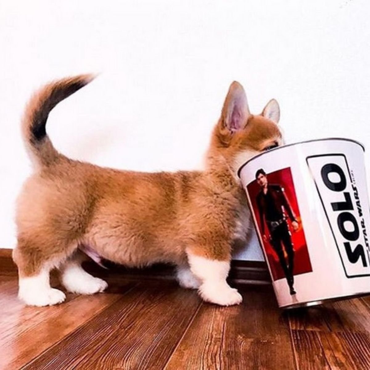 14 Funny Pictures That Will Show You Advantages of Being Owners The Paws