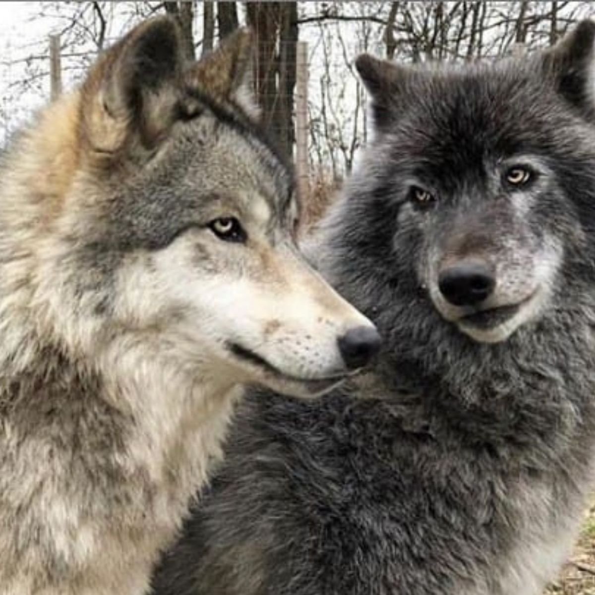 14 Secrets About Wolves - The Paws