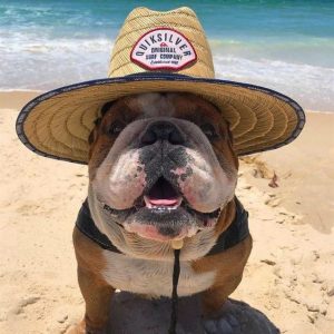 14 Facts About English Bulldogs That’ll Make You Say, “Why Don’t I Own The Dog Already?”