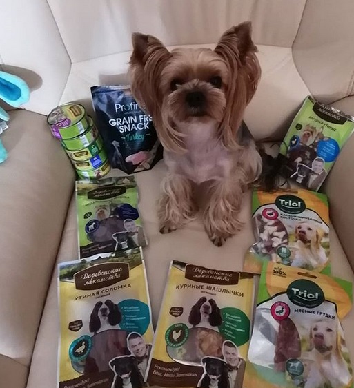 A Yorkshire Terrier sitting on the sofa with its treats