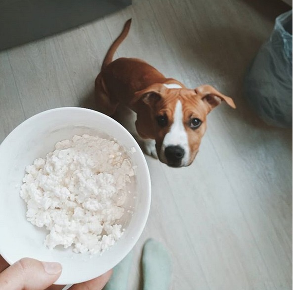 A begging Staffordshire Bull Terrier sitting on the floor behind a bowl off cottage cheese in the hand of woman
