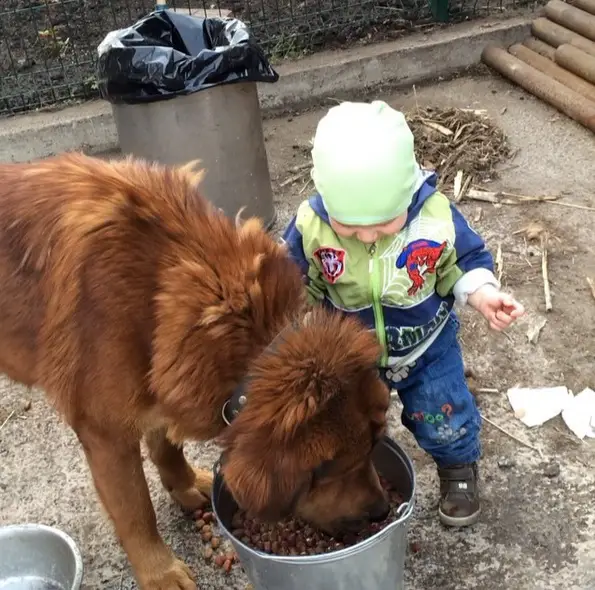 a kid looking at a Tibetan Mastiff eating dog food from a bucket