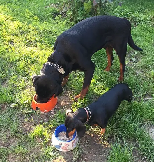 A Rottweiler and a dachshund eating their food from the bowl