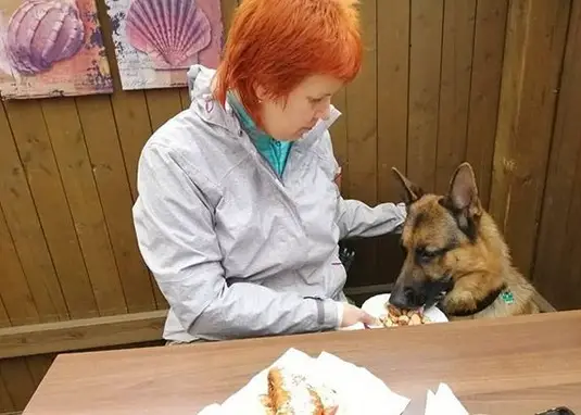 a girl feeding a German Shepherd Dog