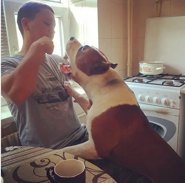 A Staffordshire Bull Terrier smelling the mouth of a person standing in front of him