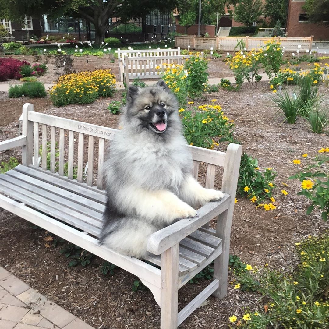 A Keeshond sitting on the bench at the park while smiling