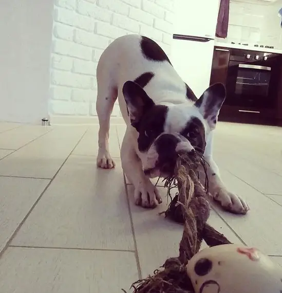 French Bulldog playing with its tug toy on the floor