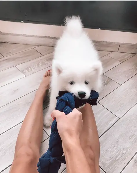 a Samoyed puppy playing tug of war with the woman sitting on the floor